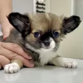 チワワ(ロング)