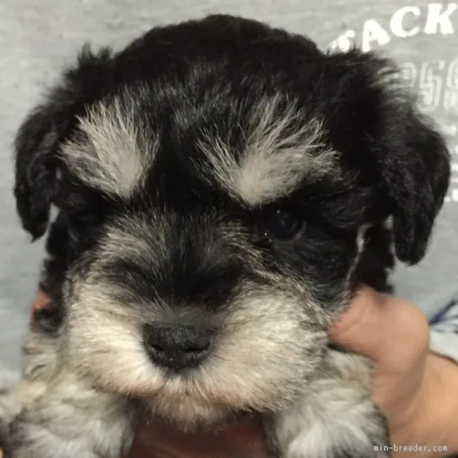 ID：1603-00927の子犬