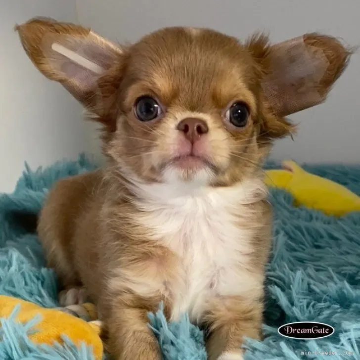 かよかよ 様のお迎えした子犬