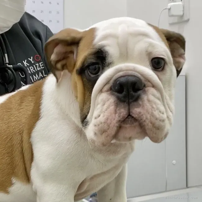 ID:2207-04624の子犬