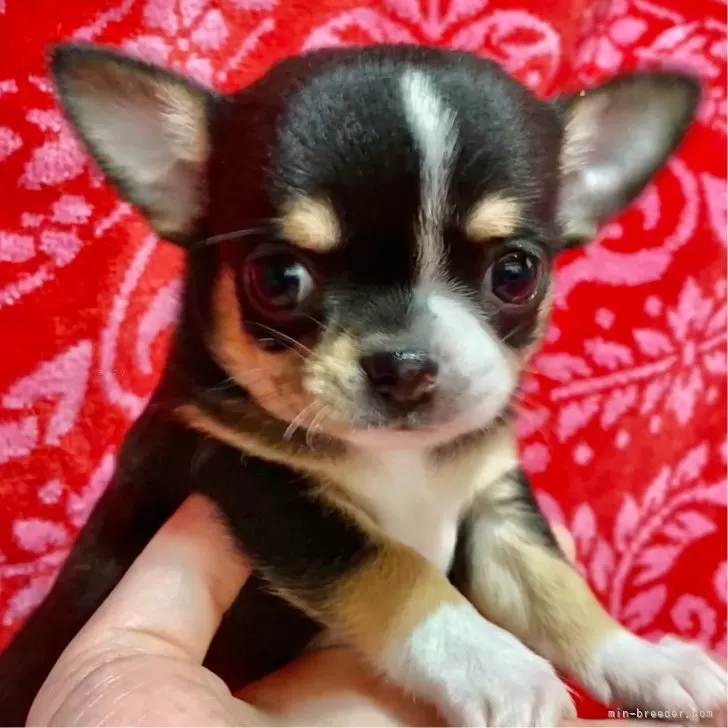 ID：2405-00848の子犬