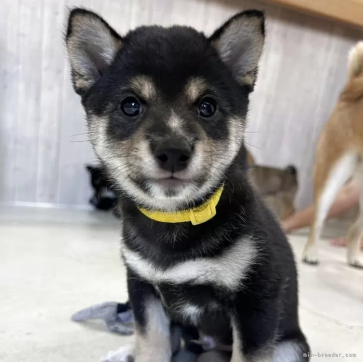ID：2507-00147の子犬
