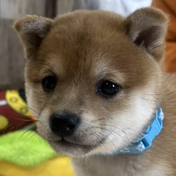 ID：2412-03223の子犬