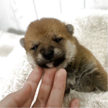 柴犬(豆柴)【鹿児島県・女の子・2025年11月21日・赤】の写真「＊三女ちゃん＊どこでも寝れます♡」