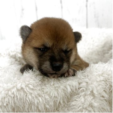 柴犬(豆柴)【鹿児島県・女の子・2025年11月21日・赤】の写真「＊次女ちゃん＊顎に点々があります♡」