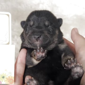 柴犬(豆柴)【鹿児島県・女の子・2025年5月24日・黒】の写真「両親3世代豆柴✨3姉弟の次女ちゃんです🌈」