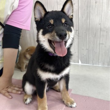 豆柴【鹿児島県・男の子・2025年3月8日・黒】の写真「両親3世代豆柴✨即お引き渡し可能です🌈」