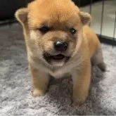 豆柴