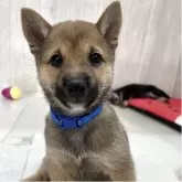 豆柴