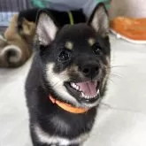豆柴