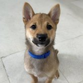 柴犬(豆柴)
