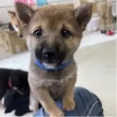 豆柴