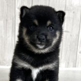 柴犬(豆柴)