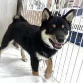 豆柴