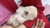 豆柴【鹿児島県・女の子・2024年10月22日・白】の写真7