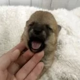 豆柴【鹿児島県・女の子・2025年11月21日・赤】の写真2