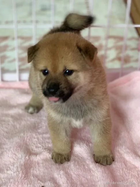 ID：1907-01329の子犬