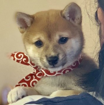 柴犬(豆柴)【鹿児島県・女の子・2019年9月5日・赤】の写真「😍性格・可愛さ💕超別格😄全国出張可能です♪」