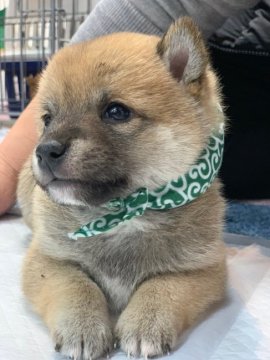 柴犬(豆柴)【鹿児島県・男の子・2019年11月12日・赤】の写真「😍性格・可愛さ💕超別格😄全国出張可能です♪」