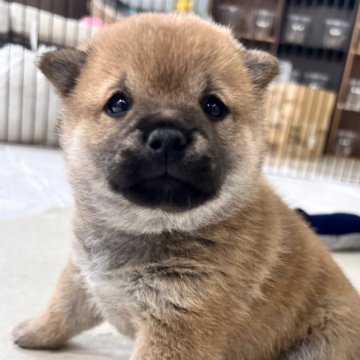 柴犬(豆柴)【鹿児島県・男の子・2023年3月12日・赤】の写真「超たぬき顔！！」