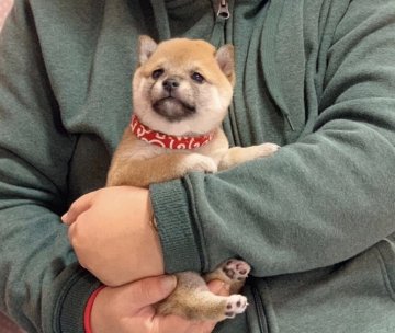 柴犬(豆柴)【鹿児島県・女の子・2019年11月12日・赤】の写真「😍性格・可愛さ💕超別格😄全国出張可能です♪」