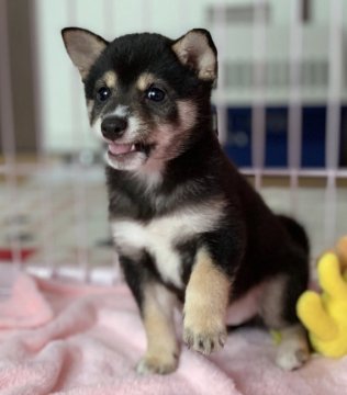 柴犬(豆柴)【鹿児島県・男の子・2019年5月15日・黒】の写真「😍性格・可愛さ💕超別格😄全国出張可能です♪♪」