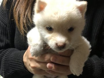 柴犬(豆柴)【鹿児島県・男の子・2018年11月15日・白】の写真「😍可愛い♪すぎ💕人気色💖白豆柴」