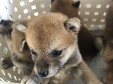 柴犬(豆柴)【鹿児島県・女の子・2018年9月20日・赤】の写真「可愛い豆柴ちゃんです。」