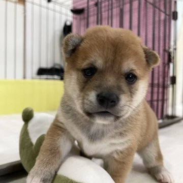 柴犬(豆柴)【鹿児島県・女の子・2023年9月18日・赤】の写真「＊10/13更新＊おっとりした性格です」