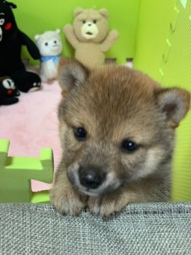 柴犬(豆柴)【鹿児島県・女の子・2019年9月1日・赤】の写真「😍性格・可愛さ💕超別格😄全国出張可能です♪♪」