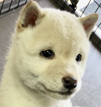 柴犬(豆柴)【鹿児島県・男の子・2018年11月15日・白】の写真「🌈可愛いすぎ💕白豆柴😄全国出張可能です♪♪」