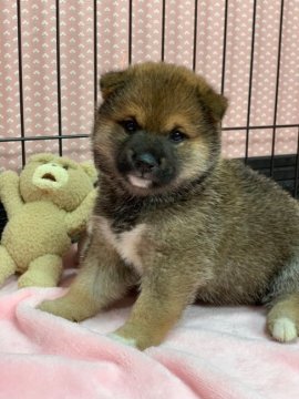 柴犬(豆柴)【鹿児島県・男の子・2019年8月15日・赤】の写真「😄まるで😍ぬいぐるみ❤️超たぬき顔😍」