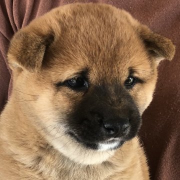 柴犬(豆柴)【鹿児島県・男の子・2019年2月28日・赤】の写真「😍まんまるお顔❤️明るくて甘えん坊のたぬき顔♪」