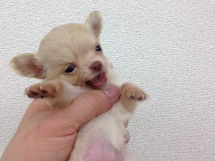 ID：1212-00303の子犬