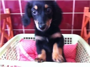 ID：1107-00282の子犬