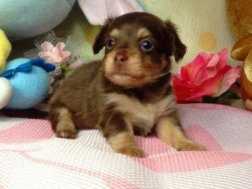 ID：1310-00465の子犬