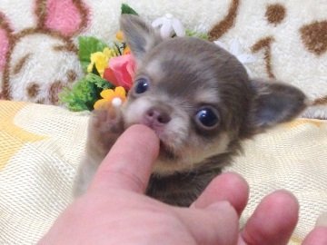 チワワ(ロング)【北海道・女の子・2014年8月15日・イザベラ&ホワイト】の写真「チワワ界の至宝！！お姉さんはモデル犬」