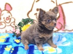 チワワ(ロング)【北海道・女の子・2014年6月17日・イザベラ&タン】の写真「顔立ち抜群！！お姉さんはモデル犬」