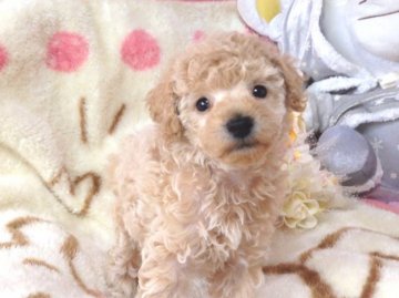 トイプードル(トイ)【北海道・女の子・2014年9月30日・アプリコット】の写真「」