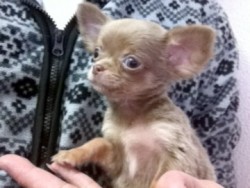 チワワ(ロング)【北海道・男の子・2011年10月3日・イザベラ＆タン】の写真「」