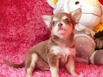 チワワ(ロング)【北海道・男の子・2013年2月14日・イザベラ&ホワイト】の写真「」