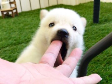 北海道犬【北海道・男の子・2017年6月18日・白】の写真「お父さん犬の登場です！！」