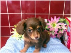 チワックス（チワワ×ダックス）【北海道・男の子・2011年2月8日・チョコタン】の写真「」