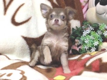 チワワ(ロング)【北海道・男の子・2014年8月15日・イザベラ&ホワイト】の写真「チワワ界の至宝！！お姉さんはモデル犬」