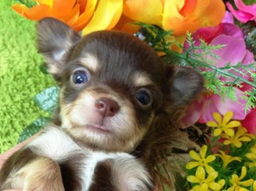 チワワ(ロング)【北海道・女の子・2013年2月8日・チョコレート&クリーム】の写真「」