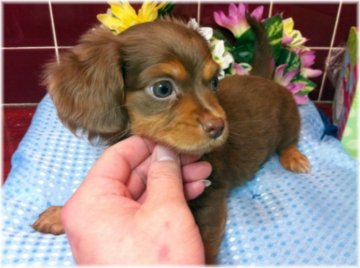 チワックス（チワワ×ダックス）【北海道・女の子・2011年2月8日・チョコタン】の写真「」