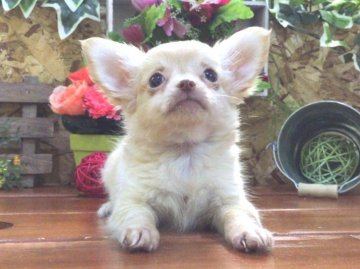 チワワ(ロング)【北海道・女の子・2016年6月23日・クリーム】の写真「お姉さんはJJやVIVＩで活躍のモデル犬ベルちゃん」