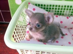 チワワ(ロング)【北海道・女の子・2011年10月3日・イザベラタン＆クリーム】の写真「」