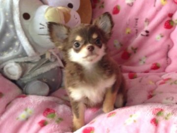 チワワ(ロング)【北海道・女の子・2013年11月21日・チョコレート&ホワイト】の写真「JJやViViで活躍中のモデル犬の妹☆明るいチョコカラー」