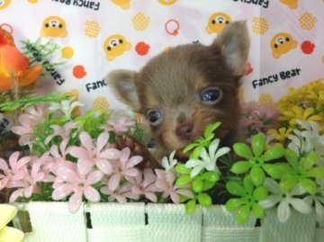 チワワ(ロング)【北海道・男の子・2012年11月6日・イザベラ&タン】の写真「」